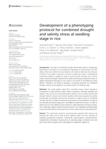 Development of a phenotyping protocol for combined drought and salinity stress at seedling stage in rice