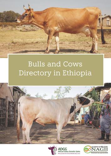Bulls and cows directory in Ethiopia