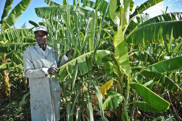 Crop diversification in lower Nyando