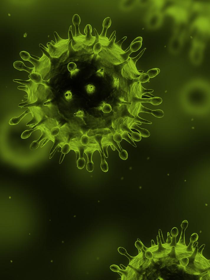 African swine fever viruses with two different genotypes, both of which occur in domestic pigs, are associated with ticks and adult warthogs, respectively, at a single geographical site