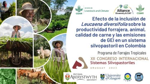 Efecto de la inclusión de Leucaena diversifolia sobre la productividad forrajera, animal, calidad de carne y las emisiones de GEI en un sistema silvopastoril en Colombia