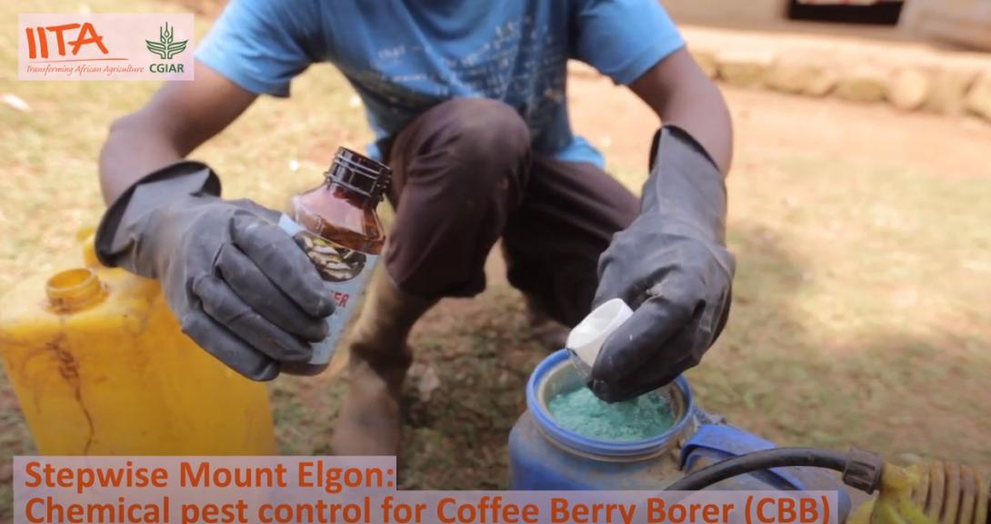 Chemical pest control for coffee berry borer (CBB)