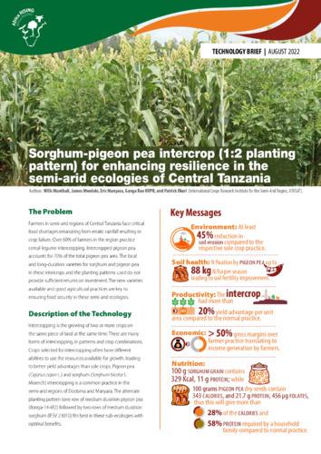 Sorghum-pigeon pea intercrop for enhancing resilience in the semi-arid ecologies of Central Tanzania