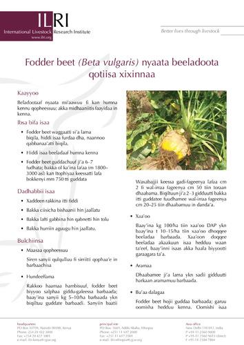 Fodder beet (Beta vulgaris) for livestock feed on small-scale farms (Oromiffa Version)