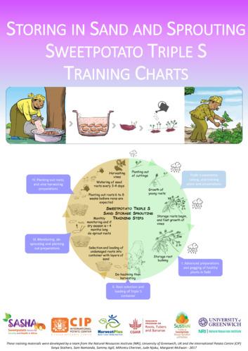 Storing in sand and sprouting sweetpotato Triple S training charts