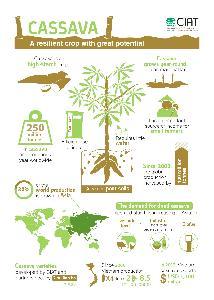 Cassava: a resilient crop with great potential