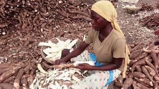 Processing wet cassava peels into high quality feed ingredients: Making balanced rations