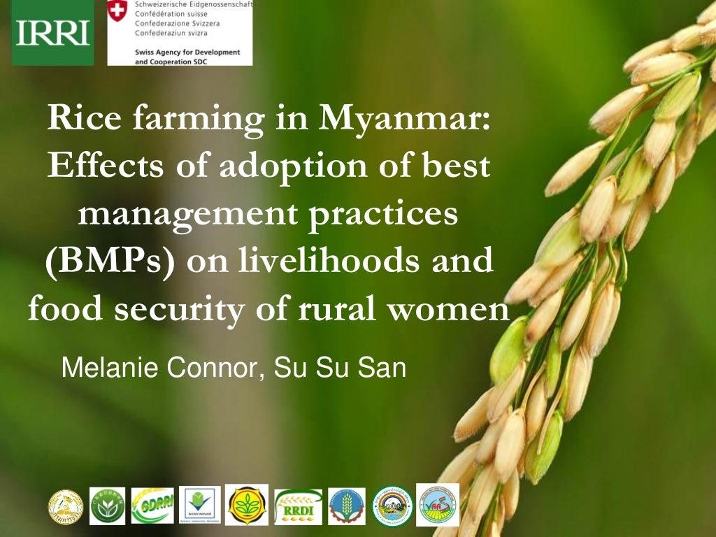 Rice farming in Myanmar: Effects of adoption of best management practices on livelihoods and food security of rural women