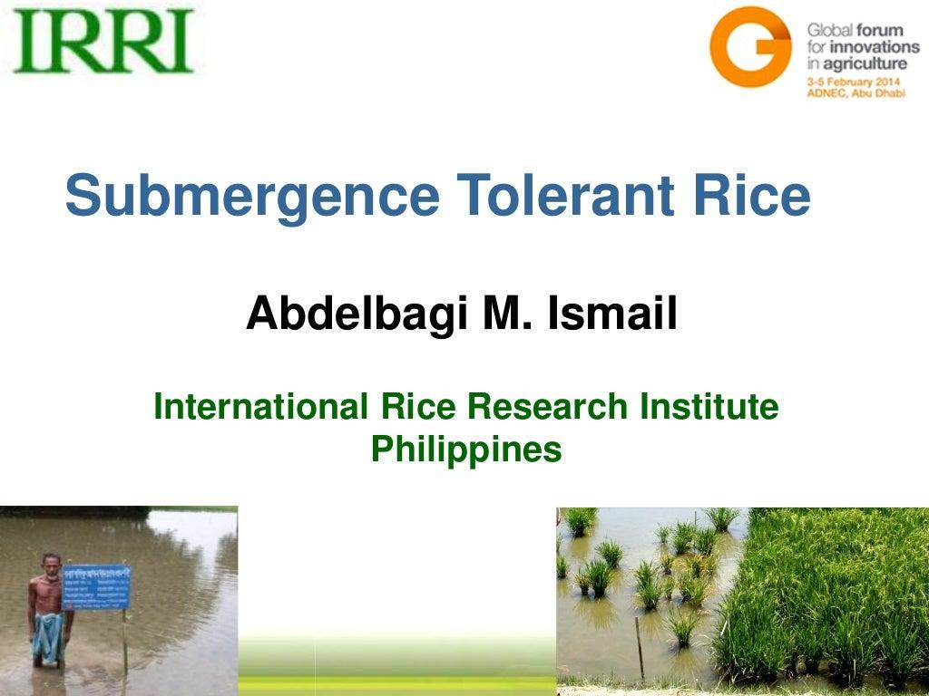 Submergence tolerant rice