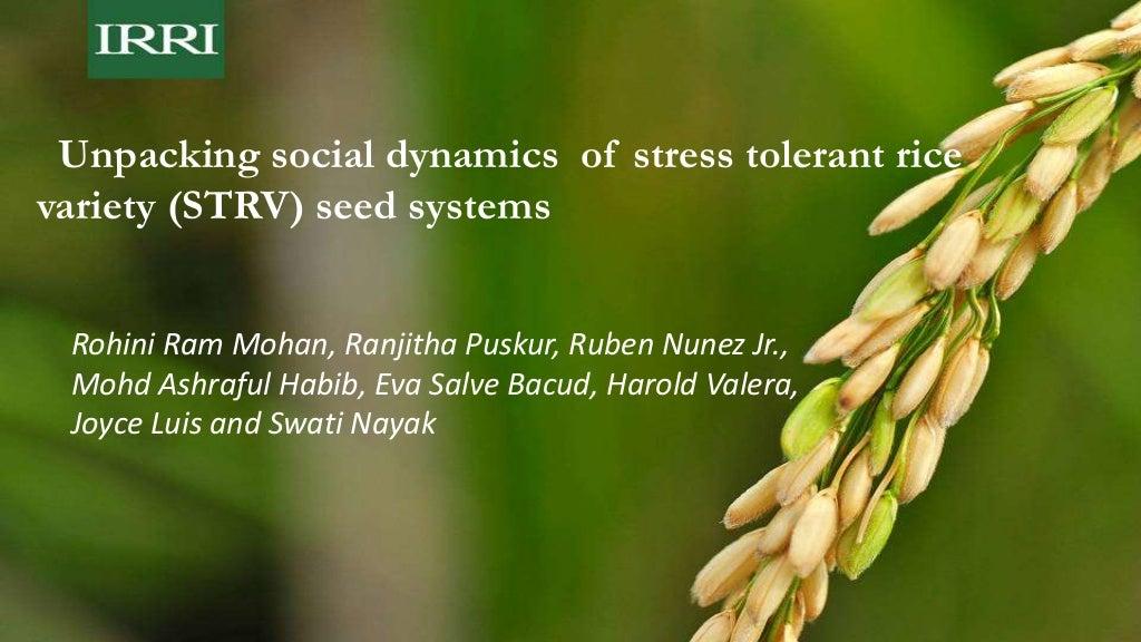 Unpacking social dynamics of stress tolerant rice variety (STRV) seed systems